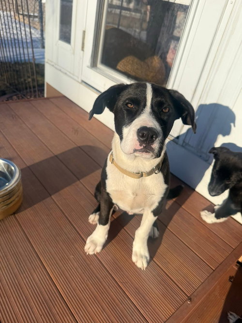 Panda, an adoptable Pit Bull Terrier in New London, WI