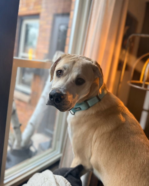 Trigger, an adoptable Great Pyrenees in New London, WI