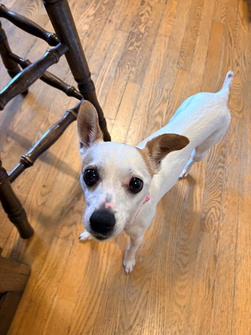 Francine, an adoptable Jack Russell Terrier in New London, WI