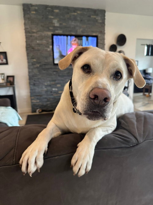 picture of the dog needing adoption