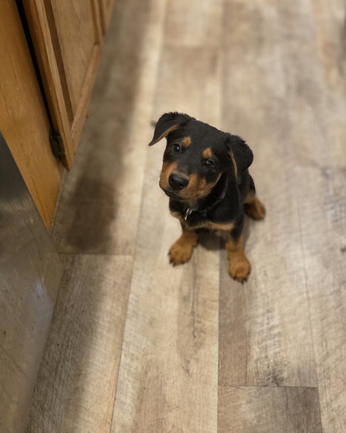 picture of the dog needing adoption