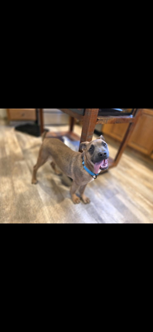 picture of the dog needing adoption