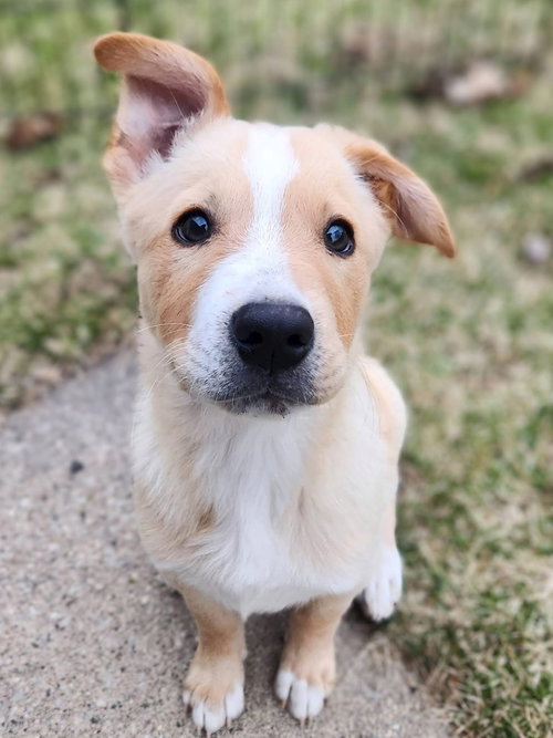 picture of the dog needing adoption