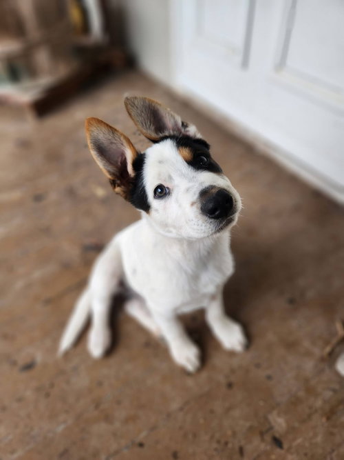 picture of the dog needing adoption