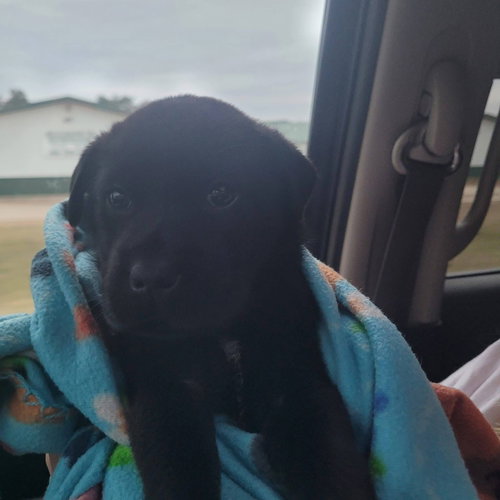 picture of the dog needing adoption
