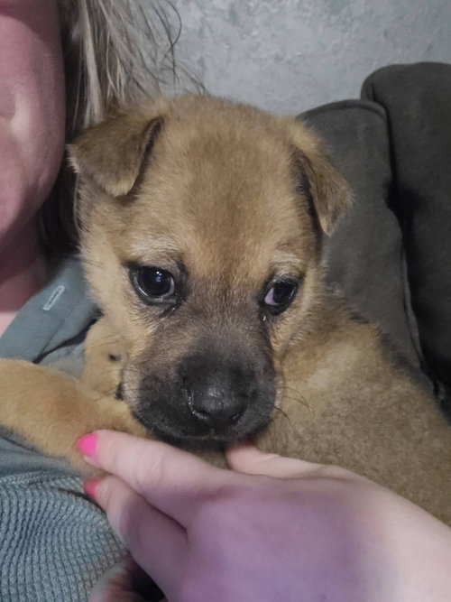 picture of the dog needing adoption