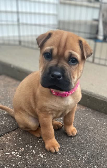 picture of the dog needing adoption