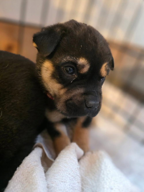 picture of the dog needing adoption