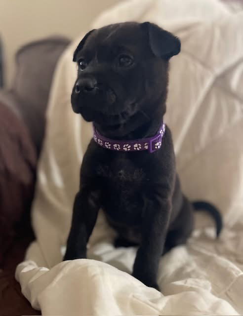 picture of the dog needing adoption