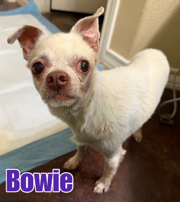 Bowie