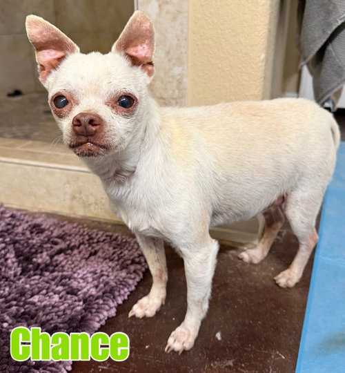 picture of the dog needing adoption