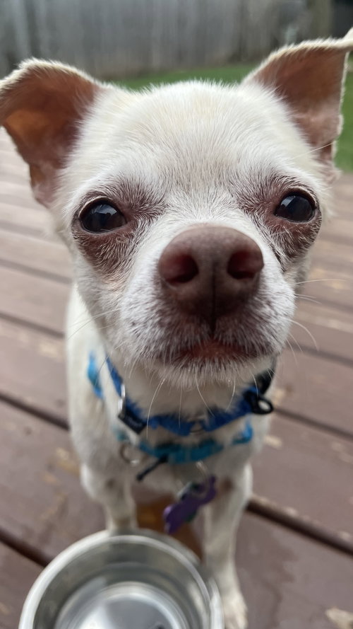 Chance, an adoptable Chihuahua in New London, WI