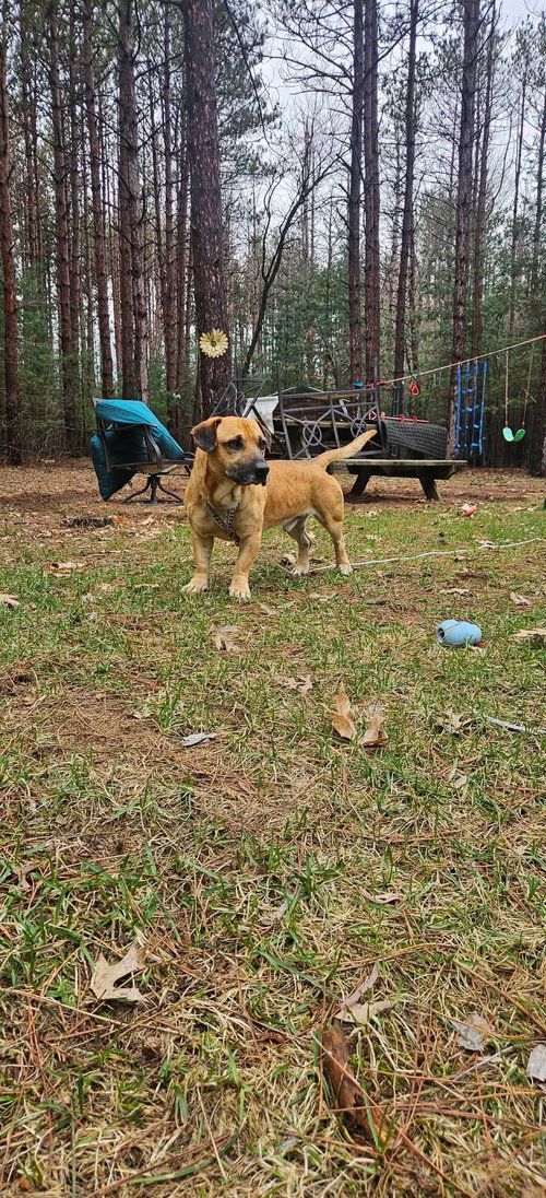 picture of the dog needing adoption