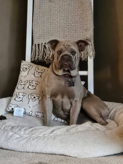 picture of the dog needing adoption
