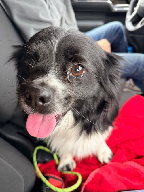 picture of the dog needing adoption
