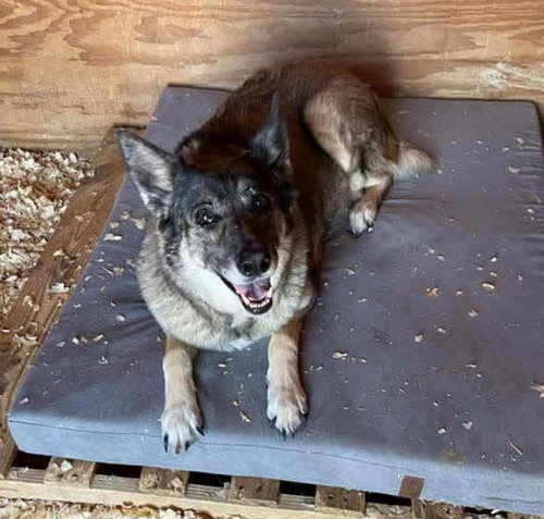 picture of the dog needing adoption
