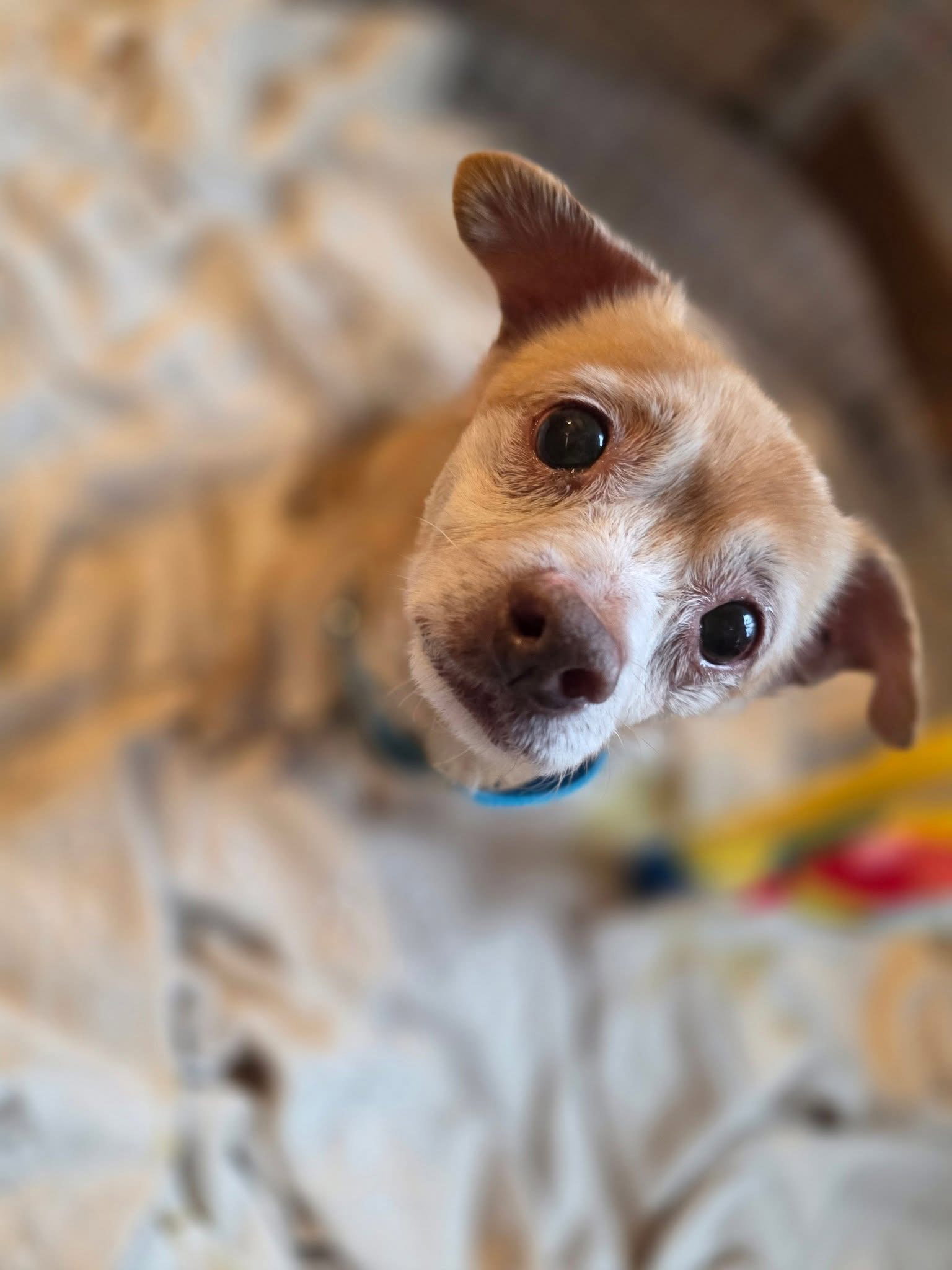 Toby