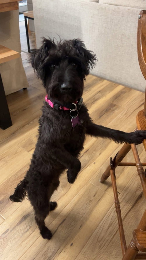 picture of the dog needing adoption