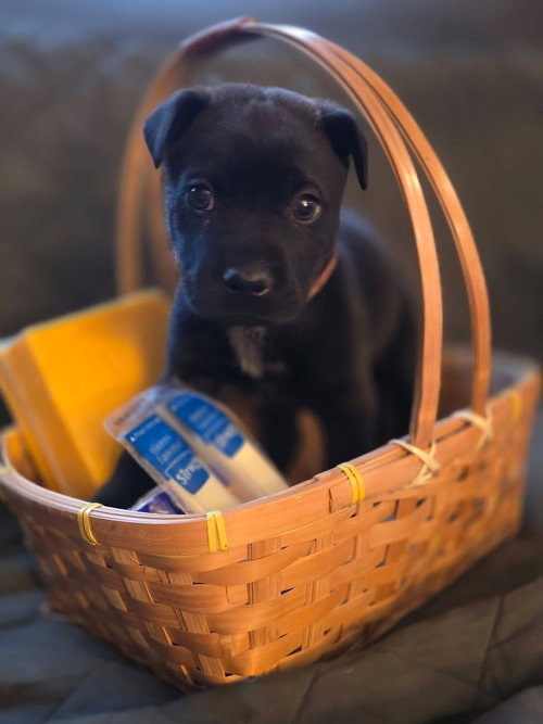 picture of the dog needing adoption