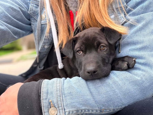Pepper Jack, an adoptable Shar Pei in New London, WI