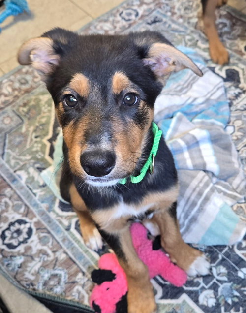 Hawk, an adoptable Terrier in New London, WI