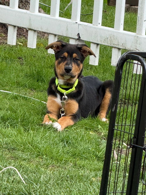 Hawk, an adoptable Rottweiler in New London, WI