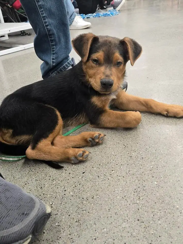 Finch - German Shepherd Dog