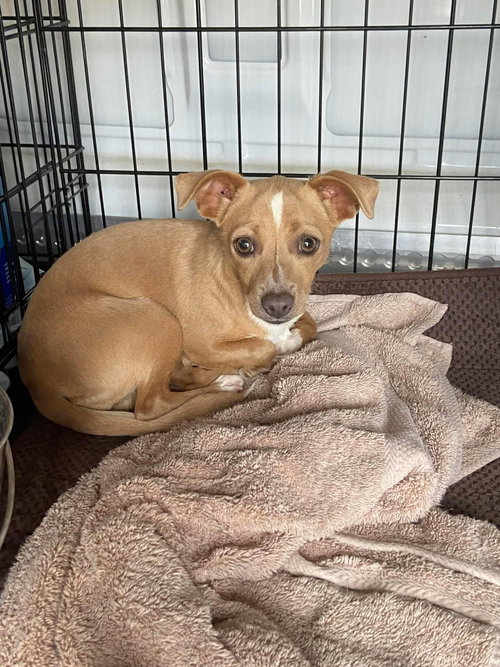 picture of the dog needing adoption