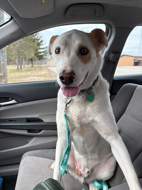 picture of the dog needing adoption