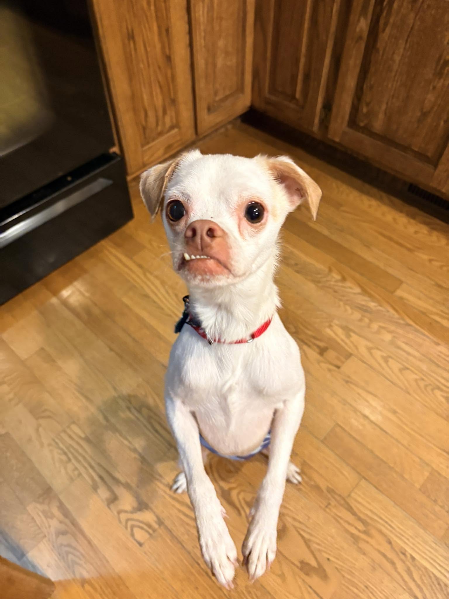 Enzo