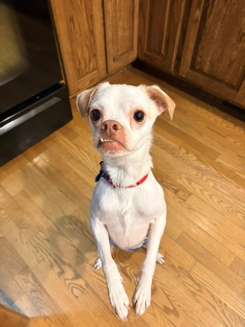 Enzo