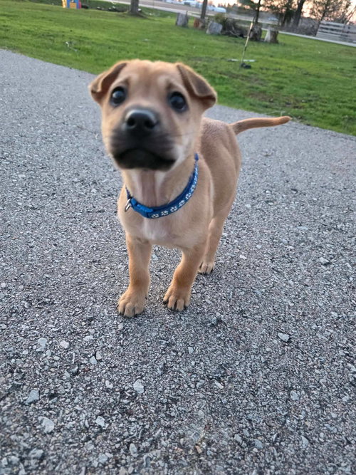 Blue, an adoptable Shar Pei in New London, WI