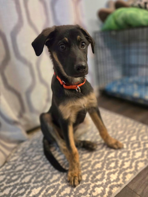 Dallas, an adoptable German Shepherd Dog in New London, WI