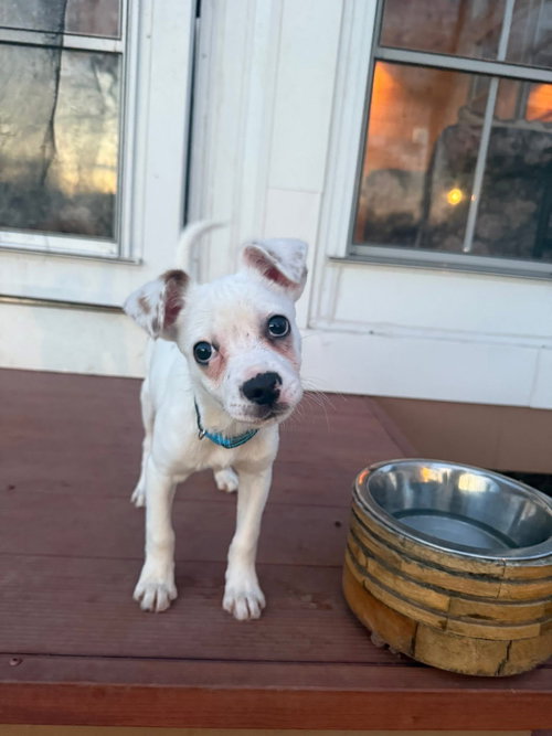 Pogo, an adoptable Terrier in New London, WI