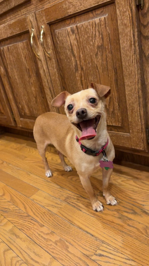 Sadie, an adoptable Chihuahua in New London, WI