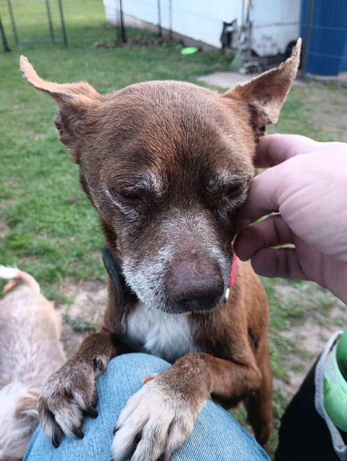 Butch, an adoptable Chihuahua in New London, WI