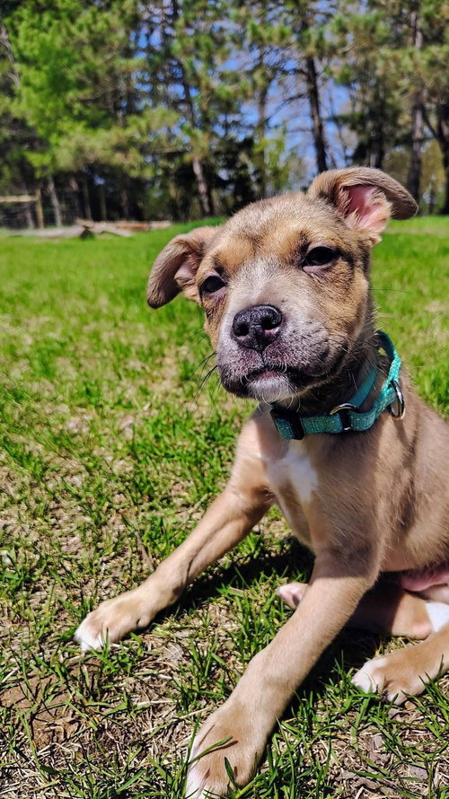 Tanner, an adoptable Terrier in New London, WI