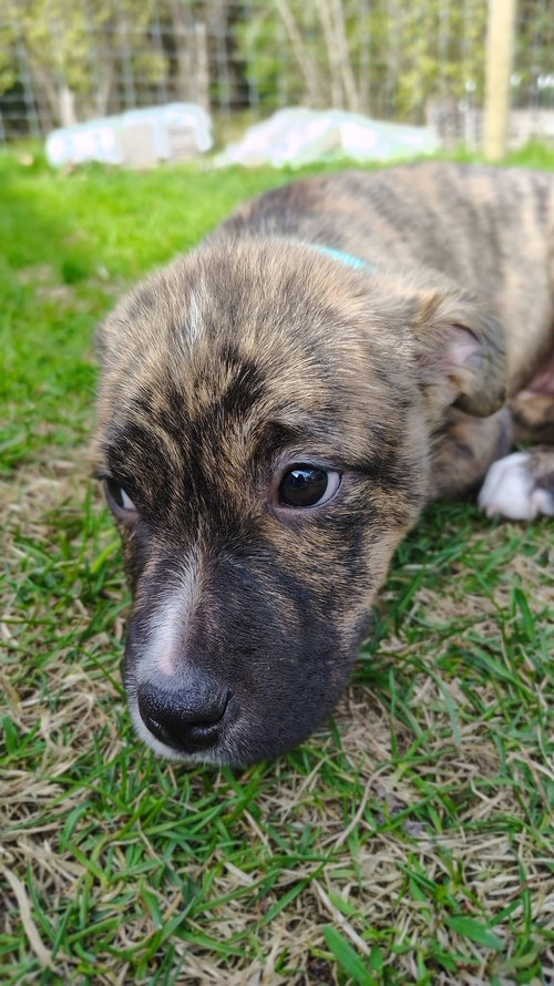 Cheyenne, an adoptable Terrier in New London, WI