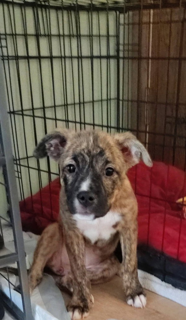 Cheyenne