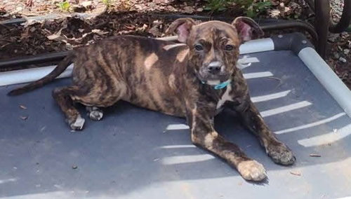 Camry, an adoptable Pit Bull Terrier in New London, WI