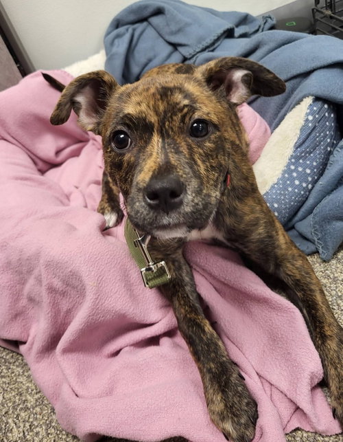 Camry, an adoptable Pit Bull Terrier in New London, WI
