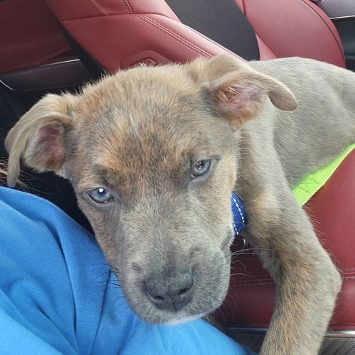 Wrangler, an adoptable Pit Bull Terrier in New London, WI