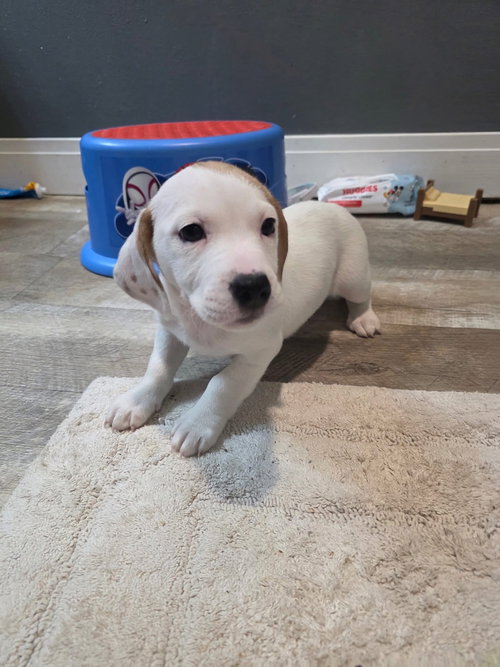 Tipsy, an adoptable Basset Hound in New London, WI