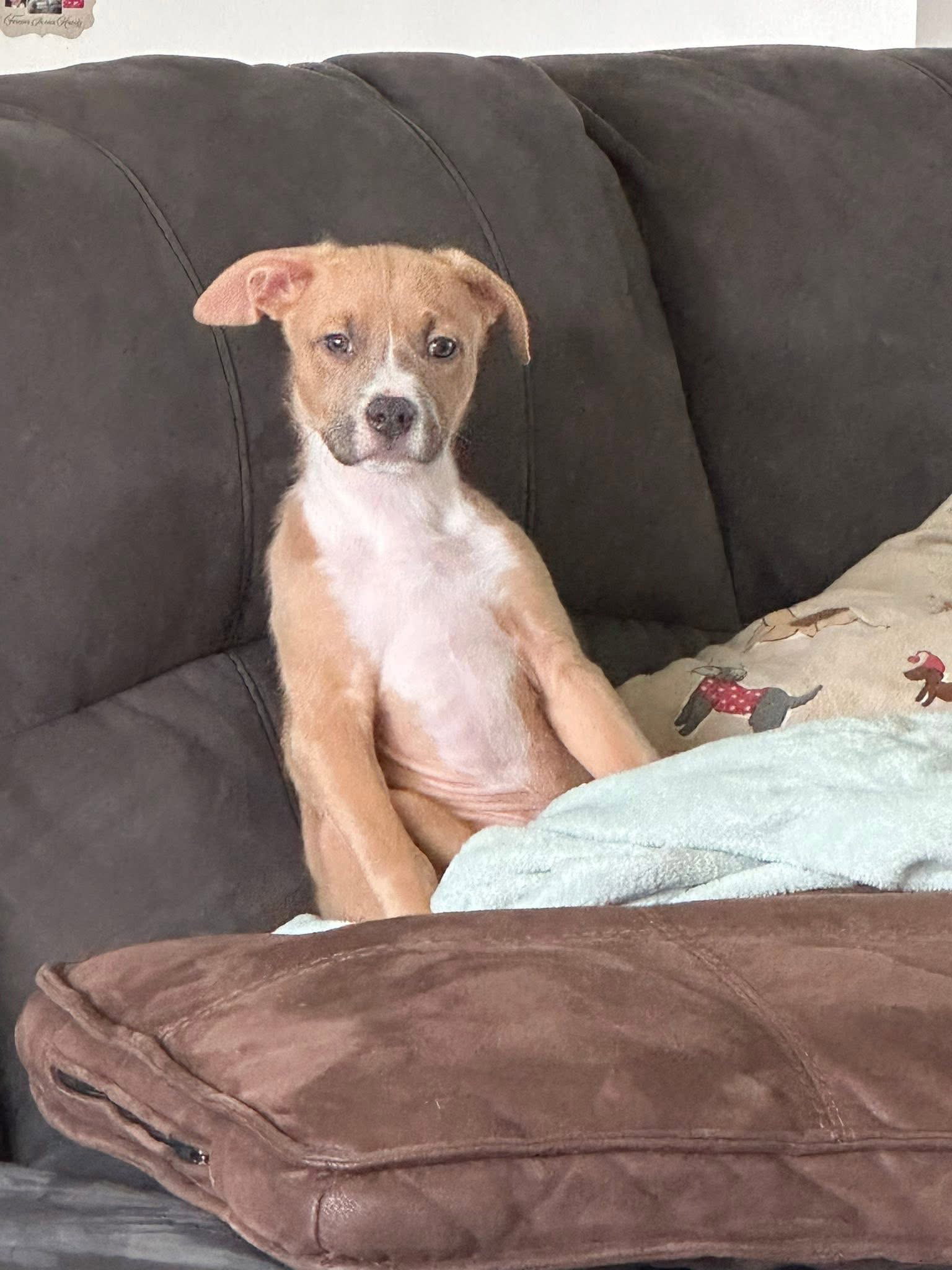 Bohdi