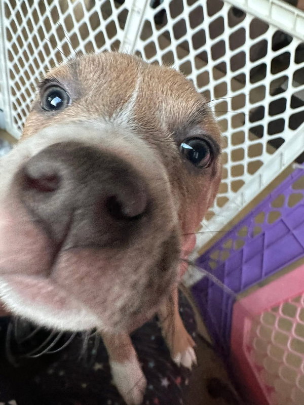 Bohdi