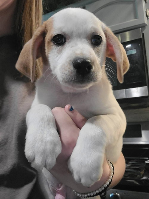 Brew, an adoptable Basset Hound in New London, WI