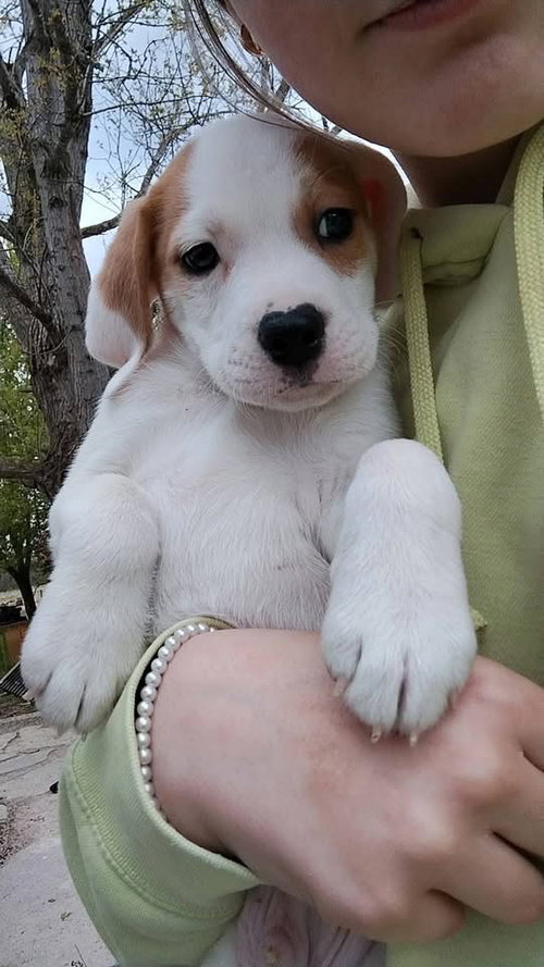 Whiskey, an adoptable Basset Hound in New London, WI