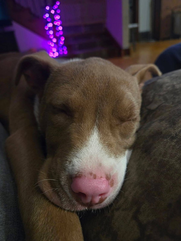 Lemon Lulu