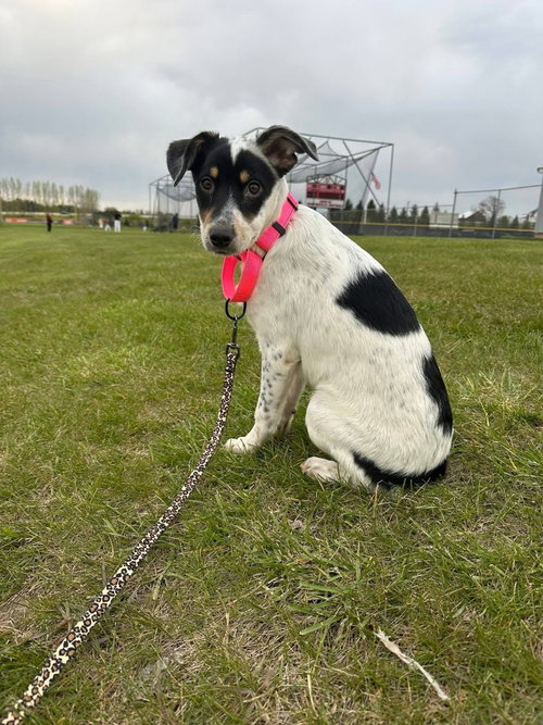 Jessie, an adoptable Terrier in New London, WI