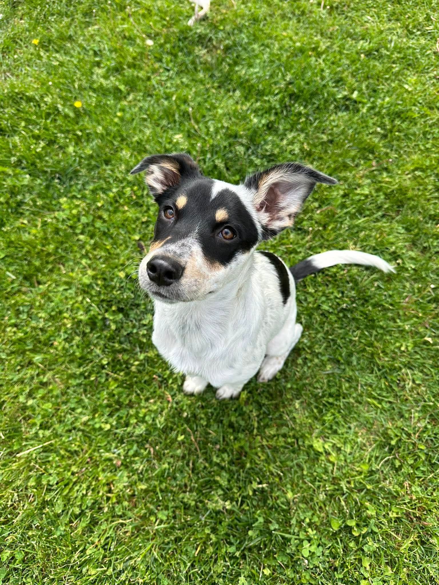 Jessie